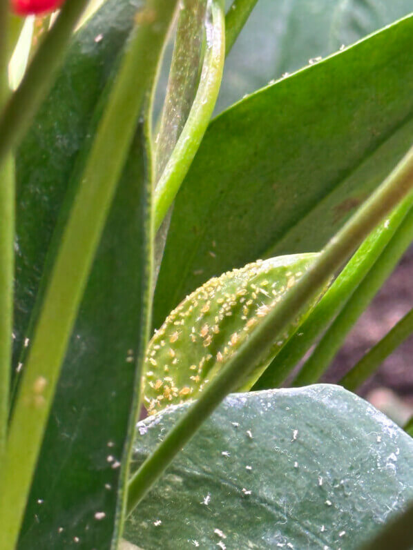 Pucerons sur Anthurium, plante d'intérieur, Paris 19e (75)