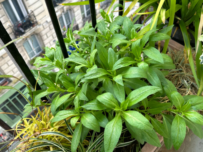 Valériane des jardins, Centranthus ruber, en fin d'hiver sur mon balcon parisien, Paris 19e (75)