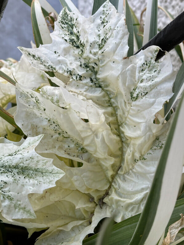 Acanthe, Acanthus 'Tasmanian Angel' au début du printemps sur mon balcon parisien, Paris 19e (75)