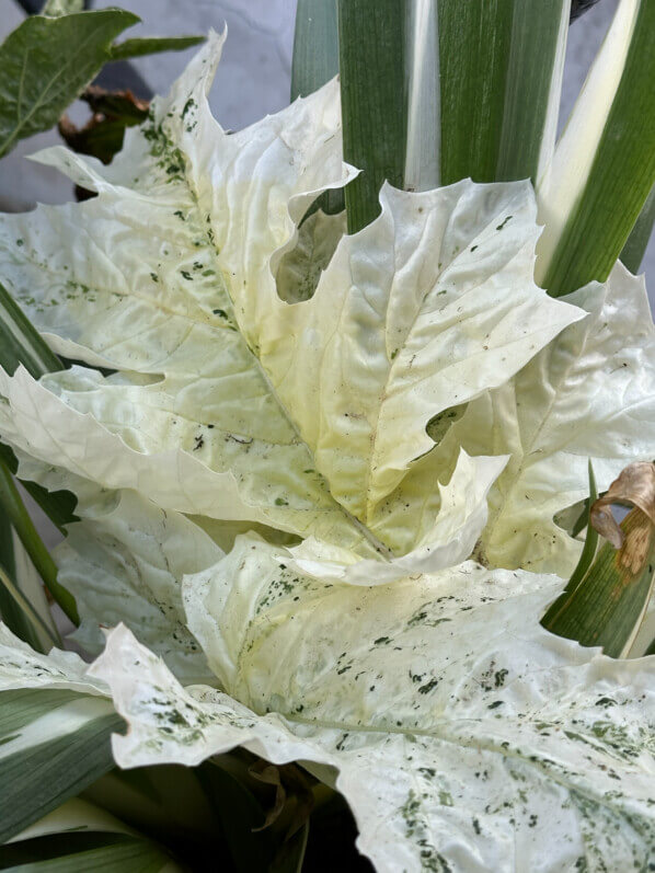 Acanthe, Acanthus 'Tasmanian Angel' au début du printemps sur mon balcon parisien, Paris 19e (75)