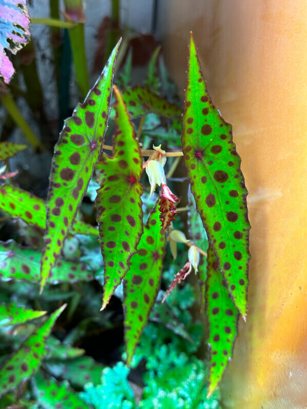 Begonia amphioxus, Bégoniacées, plante d'intérieur, terrarium, Paris 19e (75)