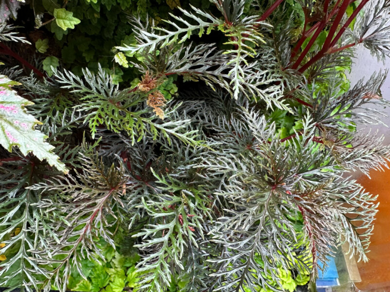 Begonia bipinnatifida, Bégoniacées, plante d'intérieur, terrarium, Paris 19e (75)