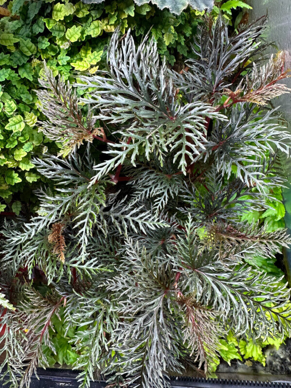 Begonia bipinnatifida, Bégoniacées, plante d'intérieur, terrarium, Paris 19e (75)