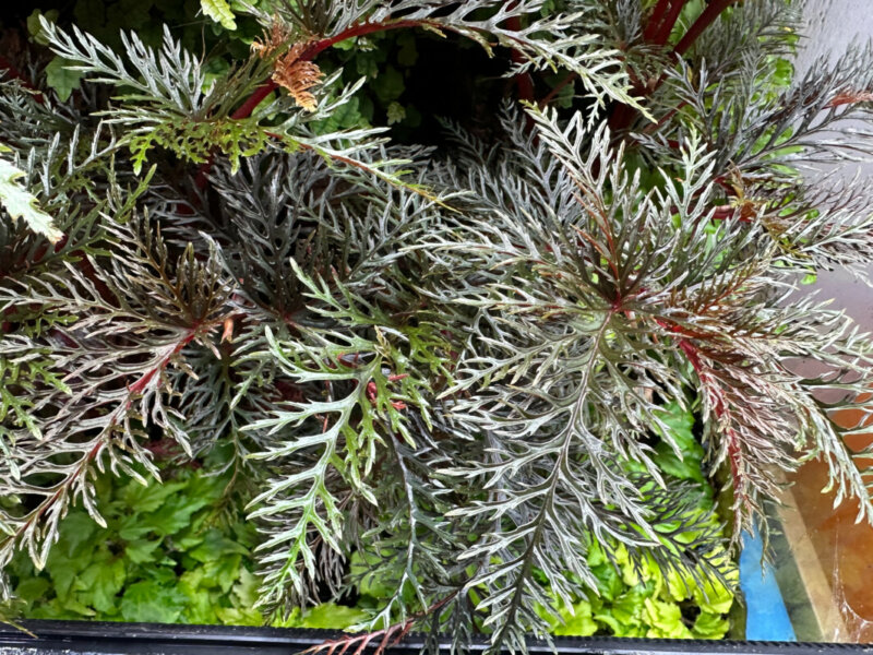 Begonia bipinnatifida, Bégoniacées, plante d'intérieur, terrarium, Paris 19e (75)