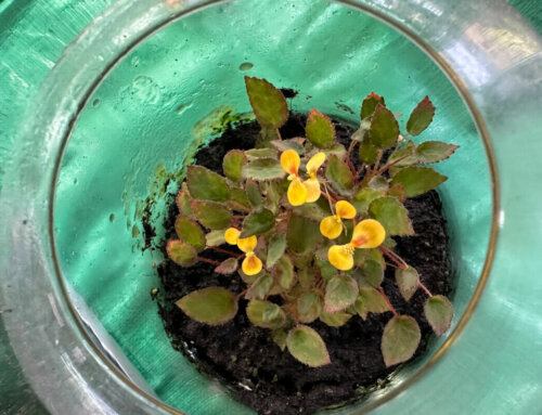 Begonia vankerckhovenii superbe dans son petit bocal en verre