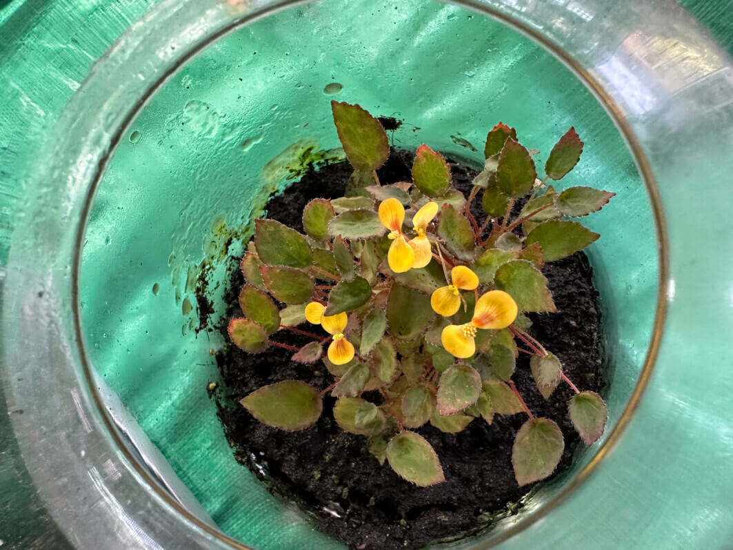 Lire la suite à propos de l’article Begonia vankerckhovenii superbe dans son petit bocal en verre