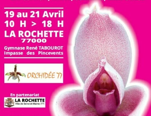 Biennale d’orchidées organisée par l’association Orchidée 77 du 19 au 21 avril 2024