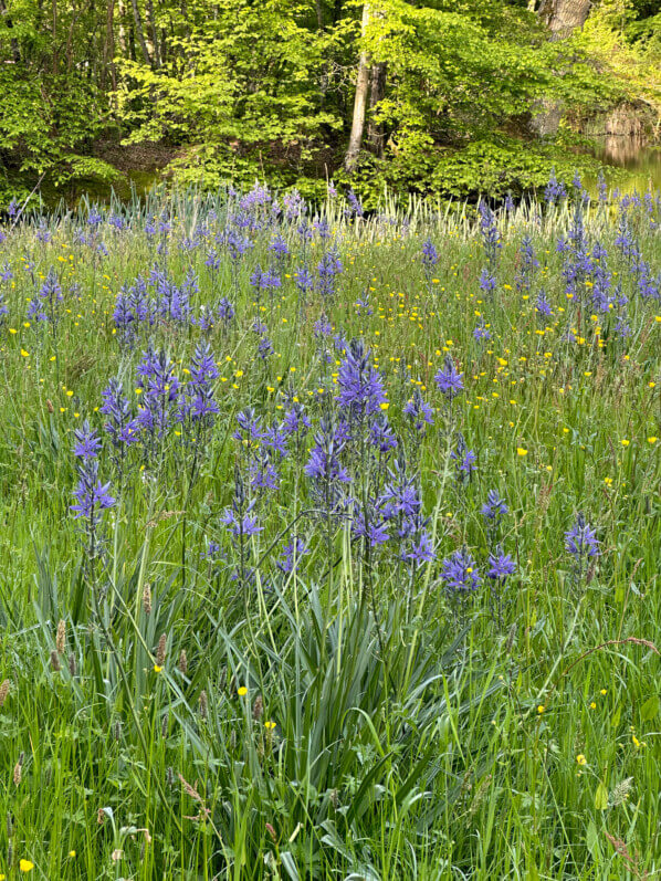 Camassias dans une prairie fleurie, château de Saint-Jean de Beauregard, Saint-Jean de Beauregard (91)