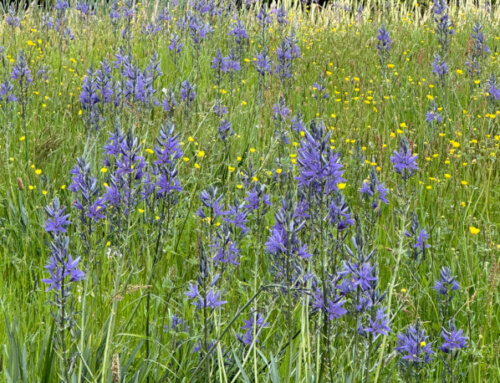 Prairie fleurie avec des camassias à Saint-Jean de Beauregard (91)