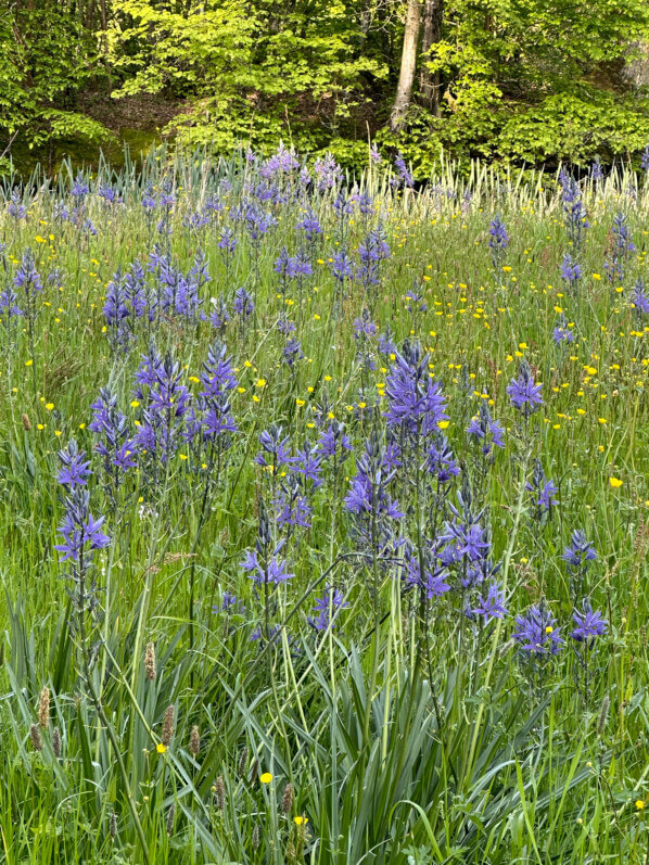 Camassias dans une prairie fleurie, château de Saint-Jean de Beauregard, Saint-Jean de Beauregard (91)