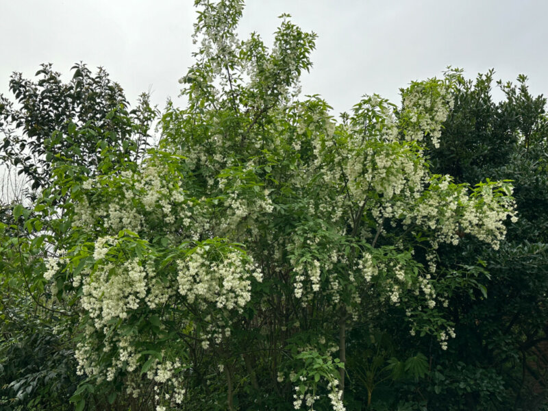 Staphylea colchica au printemps dans le parc d'Alsace, Levallois (92)