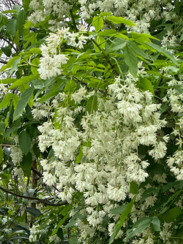 Staphylea colchica au printemps dans le parc d'Alsace, Levallois (92)