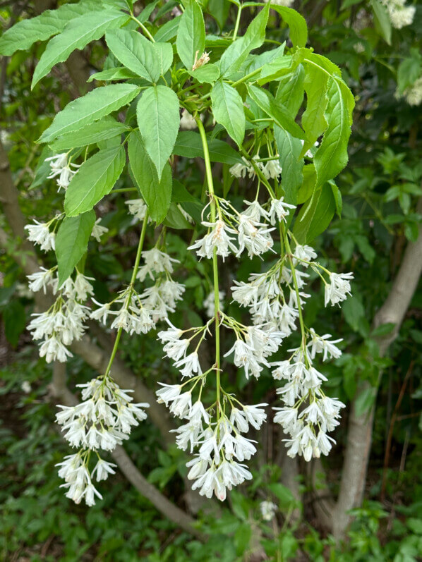 Staphylea colchica au printemps dans le parc d'Alsace, Levallois (92)