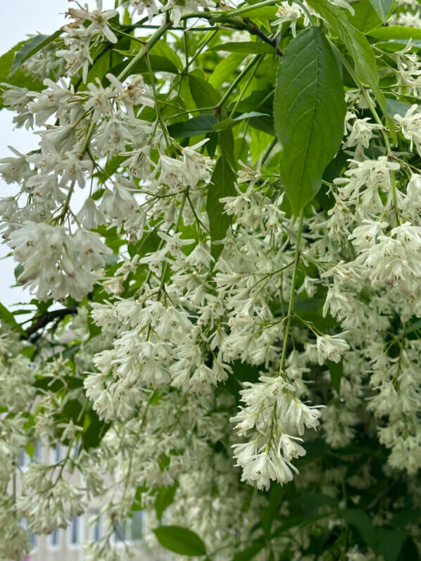 Staphylea colchica au printemps dans le parc d'Alsace, Levallois (92)