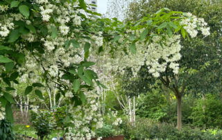 Staphylea colchica au printemps dans le parc d'Alsace, Levallois (92)