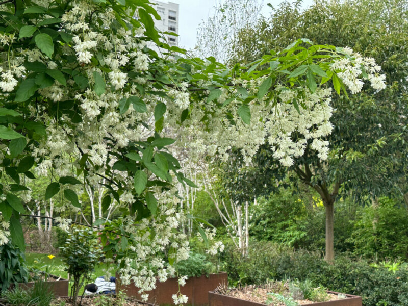 Staphylea colchica au printemps dans le parc d'Alsace, Levallois (92)