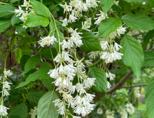 La floraison généreuse du faux pistachier (Staphylea colchica)