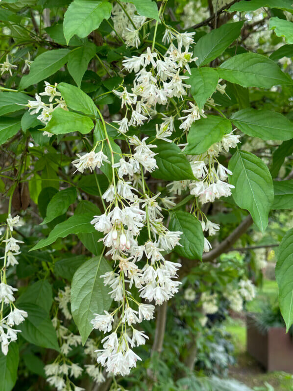 Staphylea colchica au printemps dans le parc d'Alsace, Levallois (92)