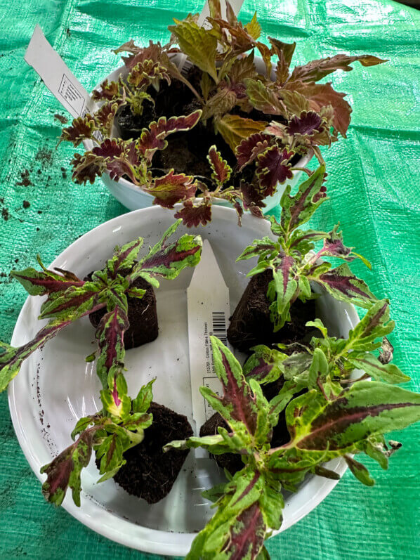 Coleus (Solenostemon) en mini mottes, Paris 19e (75)