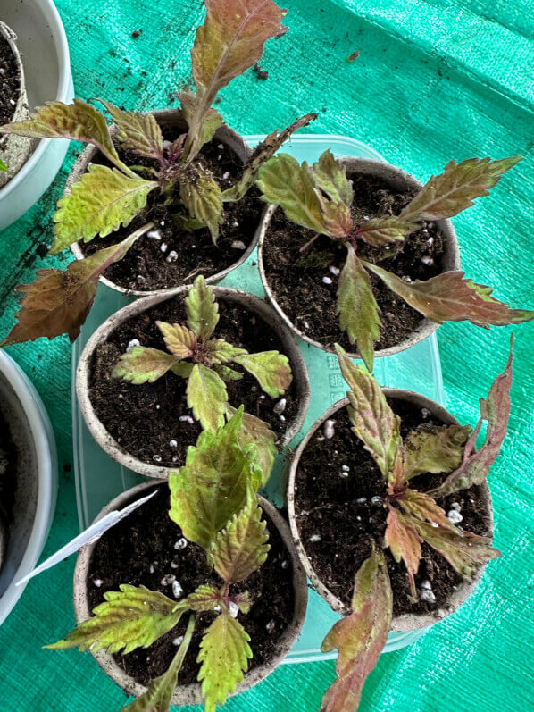 Coleus (Solenostemon) en mini mottes après rempotage, Paris 19e (75)