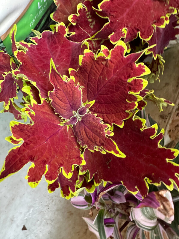 Coléus (Solenostemon) au début du printemps sur mon balcon parisien, Paris 19e (75)