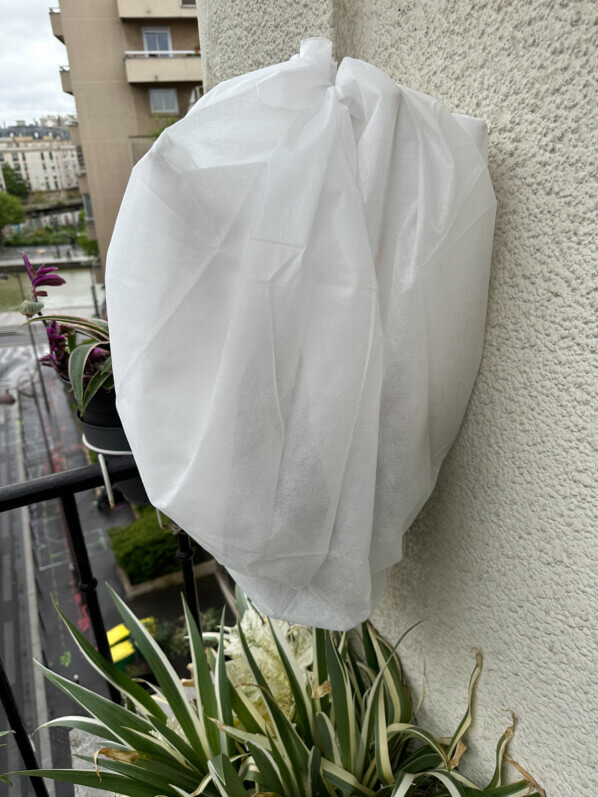 Potée de coléus protégée par un voile en non tissé au début du printemps sur mon balcon parisien, Paris 19e (75)