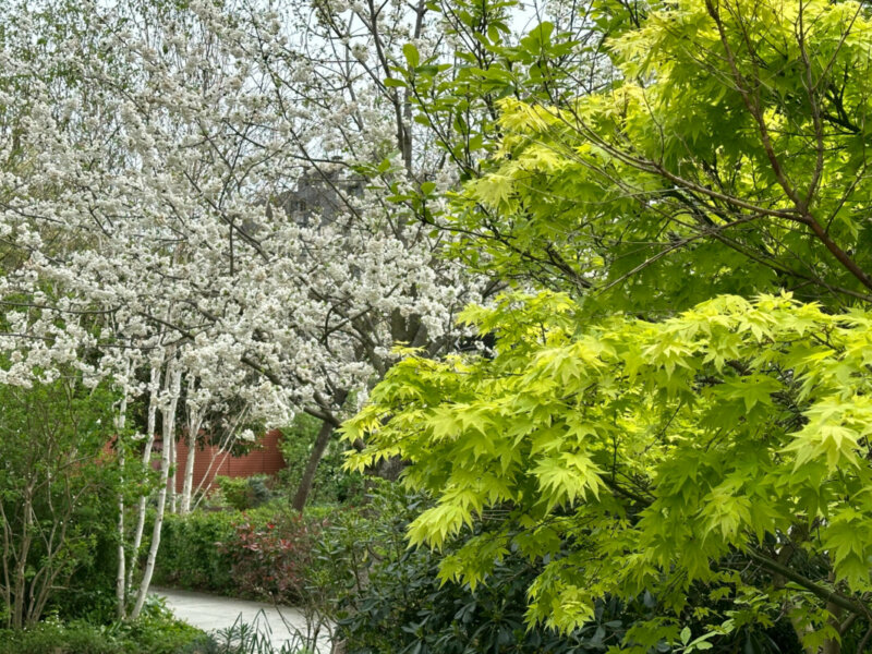 Érable du Japon et Prunus en fleur, au printemps dans le parc d'Alsace, Levallois (92)