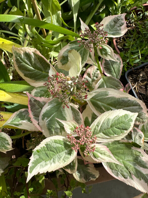 Hydrangea serrata Euphoria Pink au printemps sur mon balcon parisien, Paris 19e (75)