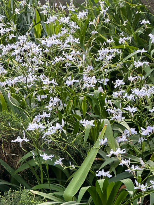 Iris du Japon, Paris 16e (75)