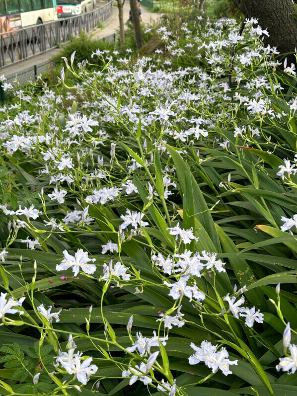 Iris du Japon, Paris 16e (75)