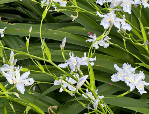 Un tapis d’iris du Japon en pleine floraison