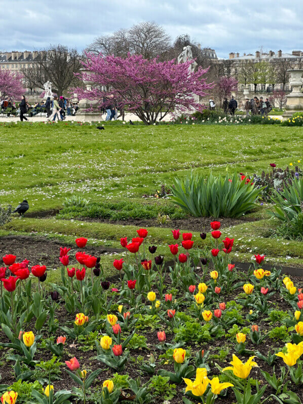 Au début du printemps dans le Jardin des Tuileries, Paris 1er (75)