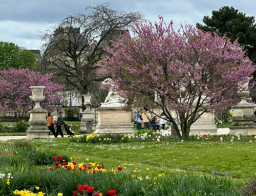 Les floraisons printanières dans le Jardin des Tuileries (Paris 1er)