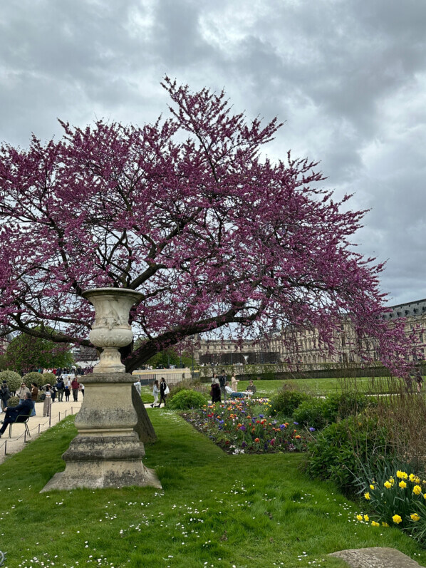 Au début du printemps dans le Jardin des Tuileries, Paris 1er (75)