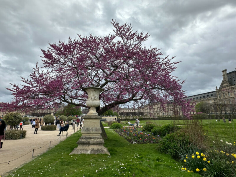Au début du printemps dans le Jardin des Tuileries, Paris 1er (75)