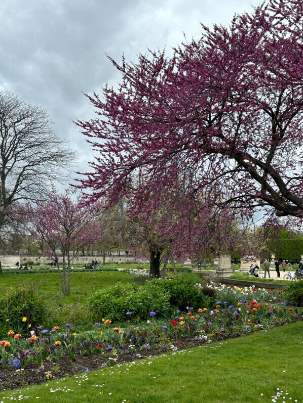 Au début du printemps dans le Jardin des Tuileries, Paris 1er (75)