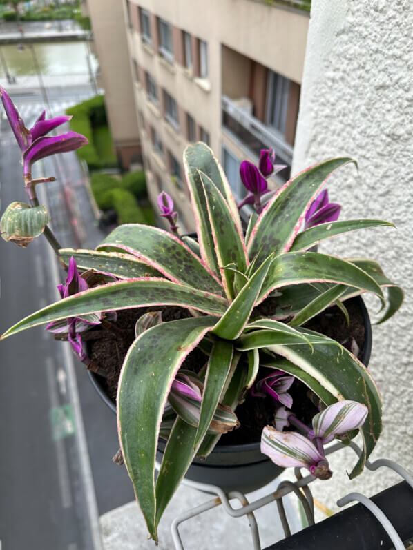 Potée de Mangave et Tradescantia 'Nanouk' au début du printemps sur mon balcon parisien, Paris 19e (75)