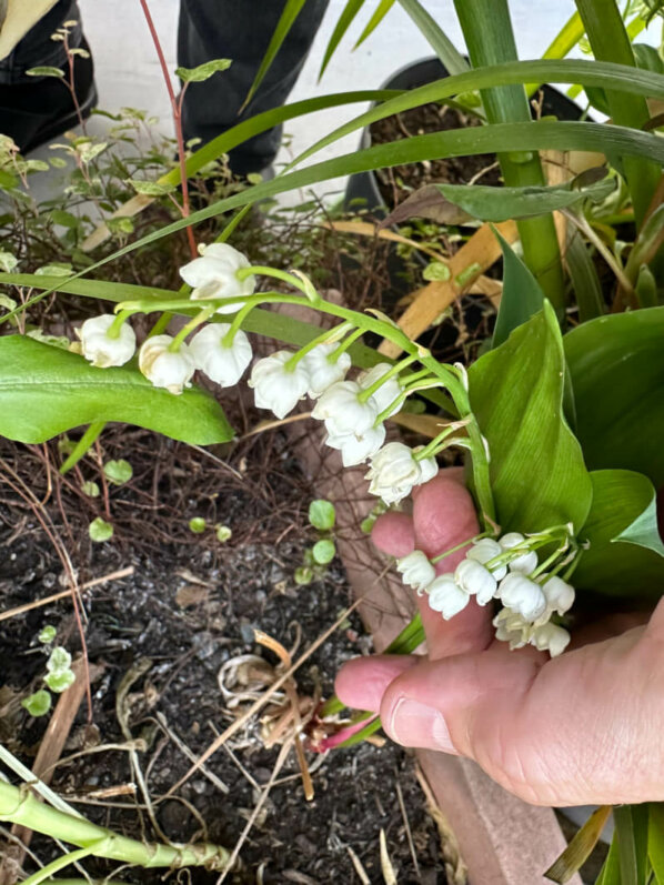 Muguet fleuri au début du printemps sur mon balcon parisien, Paris 19e (75)