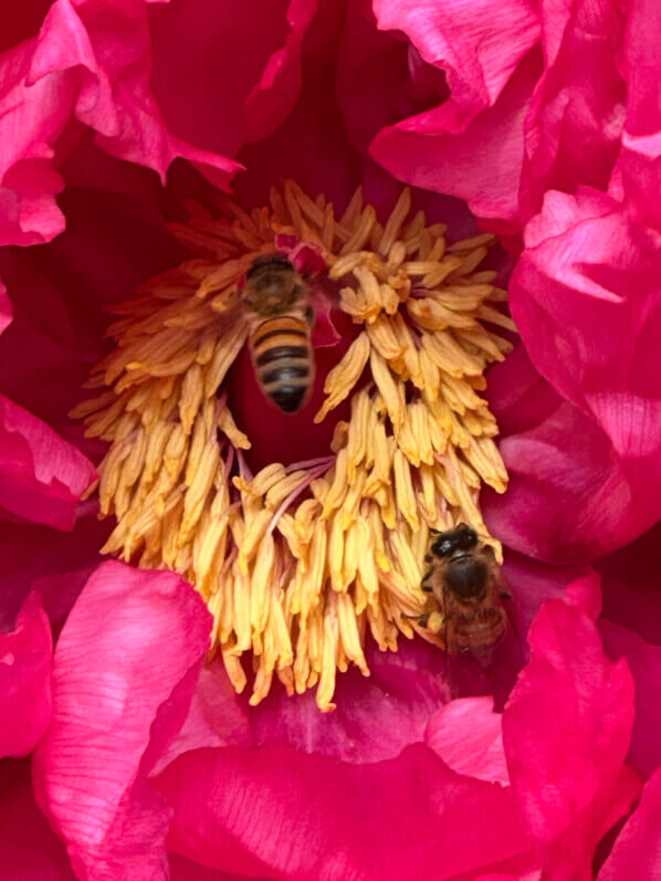 Fleur de pivoine arbustive avec des abeilles au printemps dans le parc d'Alsace, Levallois (92)