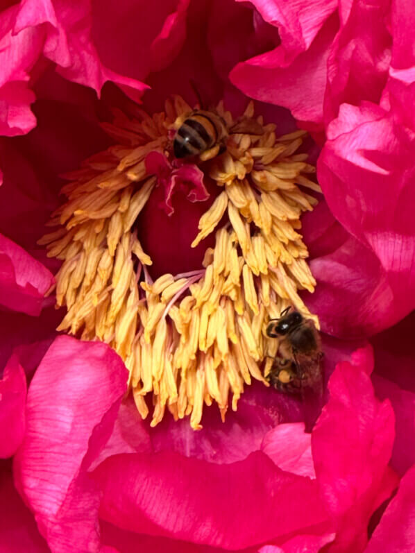 Fleur de pivoine arbustive avec des abeilles au printemps dans le parc d'Alsace, Levallois (92)