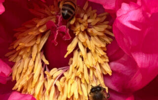 Fleur de pivoine arbustive avec des abeilles au printemps dans le parc d'Alsace, Levallois (92)