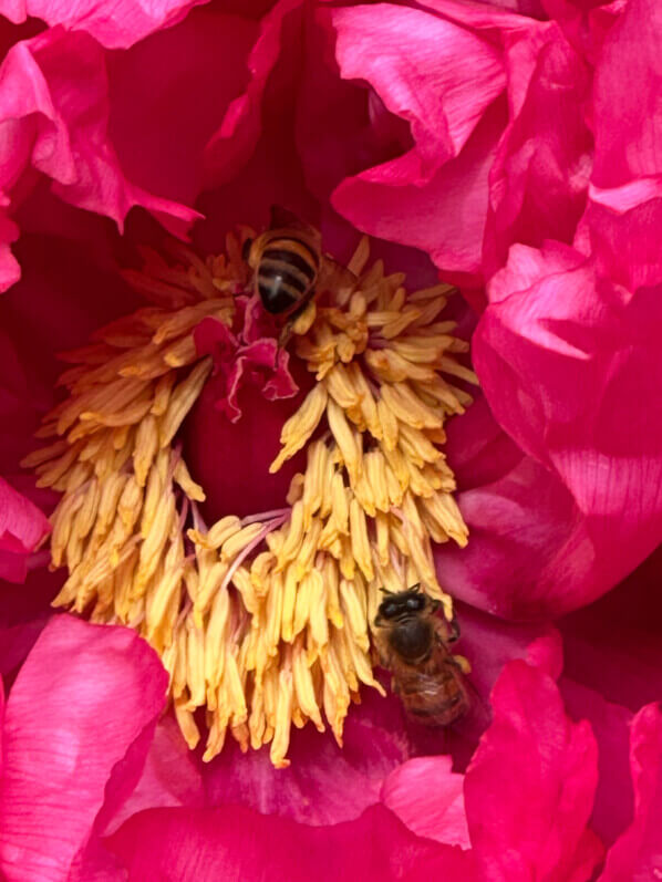 Fleur de pivoine arbustive avec des abeilles au printemps dans le parc d'Alsace, Levallois (92)