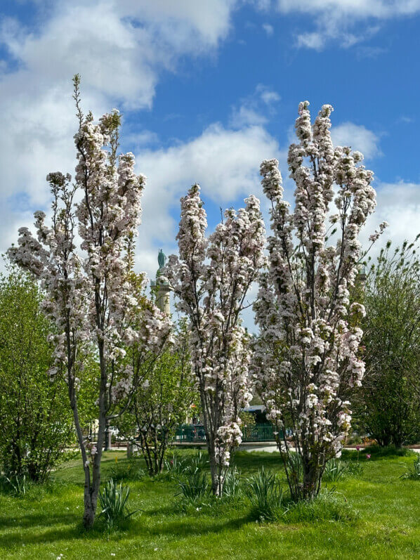 Prunus serrulata 'Amanogawa', au printemps sur la place de la Nation, Paris 12e (75)