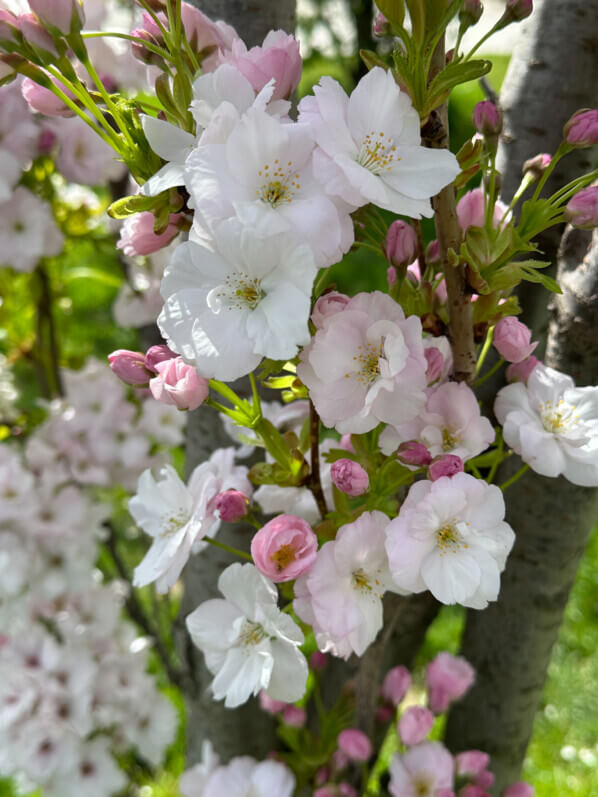 Prunus serrulata 'Amanogawa', au printemps sur la place de la Nation, Paris 12e (75)