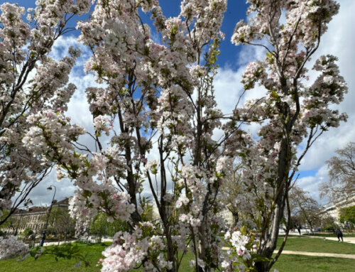 Les torches de fleurs des Prunus serrulata ‘Amanogawa’