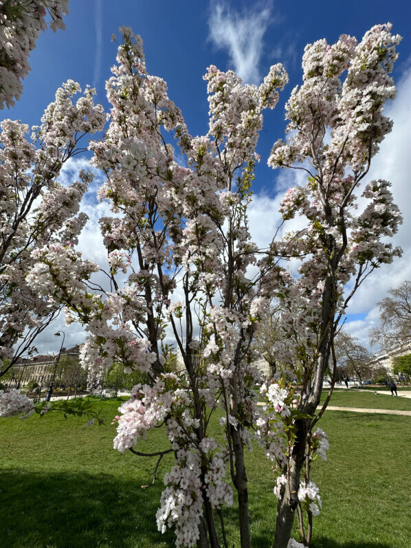 Prunus serrulata 'Amanogawa', au printemps sur la place de la Nation, Paris 12e (75)