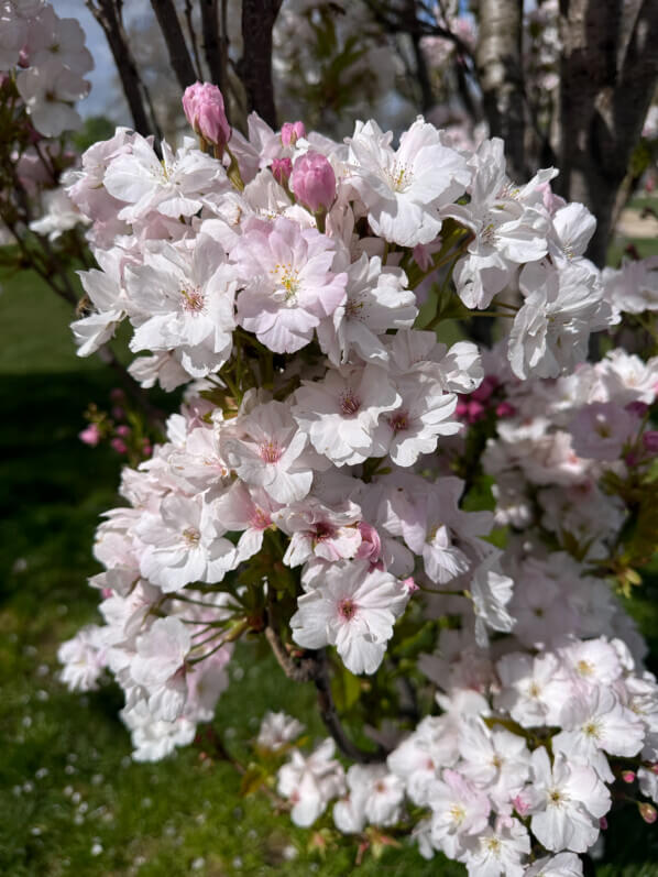 Prunus serrulata 'Amanogawa', au printemps sur la place de la Nation, Paris 12e (75)
