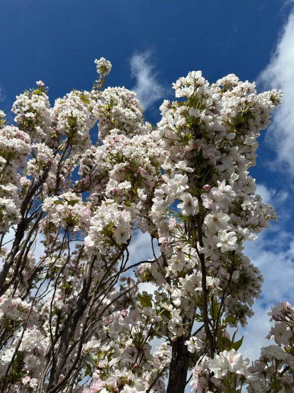 Prunus serrulata 'Amanogawa', au printemps sur la place de la Nation, Paris 12e (75)