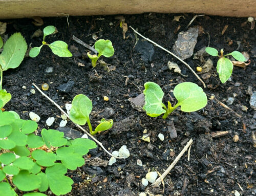 Semis spontanés dans les jardinières de mon balcon parisien