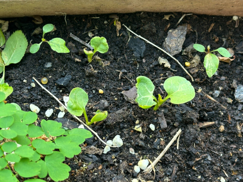 Semis spontanés dans une de mes grandes jardinières, au début du printemps sur mon balcon parisien, Paris 19e (75)